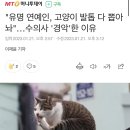 "유명 연예인, 고양이 발톱 다 뽑아놔"…수의사 '경악'한 이유 이미지