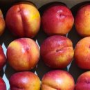 다원농장 이미지