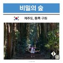 (주)도민건설 | 제주도 동쪽 구좌읍 가볼만한곳 비밀의숲 입장료 주차 웨딩스냅
