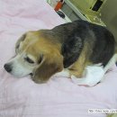 태산동물병원 이미지