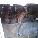 금란한우농장 이미지