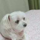 둘리야식