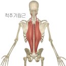 실버요가(중급) | 등 근육 터지는 루틴! 동남지구 PT가 알려주는 광배 자극 법