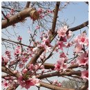 황소-유토피아 이미지