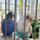 [오산] 주말 나들이 추천! 경기도 실내 아이와 가볼만한곳 '오산 버드파크' 방문 후기🐠🦜