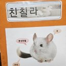 친칠라(피카츄)🐹와 모란앵무새🦜 이미지