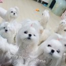 베리하우스 켄넬 이미지