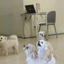 애견호텔 | 광주애견호텔후기 광주소형견유치원으로도 좋은 퍼피토피아 방문 후기