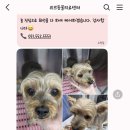 리브동물의료센터 | 부산 동래 리브동물병원 리브동물의료센터 슬개골탈구 십자인대파열 수술 후기