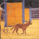 새천년 명견 진도개 사육장 | 전남 / 진도 / [르포라이터 민병준의향토기행] 진도, 어떤 곳인가