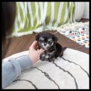 유앤미펫 강아지분양 고양이분양 용인점 이미지