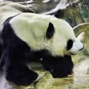 팬더 이미지