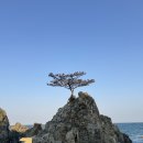 지경관광지 | 경주 지경해변 백패킹 인스타 핫플 1인 박지 / 씁쓸한 근황