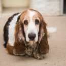 허쉬퍼피 이미지