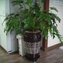 행복나무 이미지