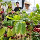 굿모닝 농장 이미지