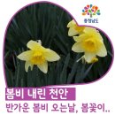 봄비가 내린 천안 | 반가운 봄비 오는날 수채화 같은 봄꽃 이미지