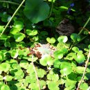 원대 수목원 이미지