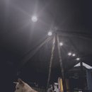 강아지 우비 ☀︎ 점핑머신 침대로 활용 중 / 우리집 삼호 맞이