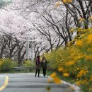 황매산 벚꽃길 이미지