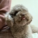 털보허파