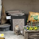 용산-후암-1980 이미지