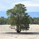 (주)초원미래나눔 꿈꾸는 숲 | [신준환의 꿈꾸는 나무] 낙락장송 수백년 늘푸름 뒤엔 ‘곰팡이와 공생’ 있다