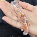서울렙타일 | K렙타일페어 서울 간단 후기(ft. 새로운 마뱀이?!)