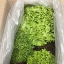 서해팜