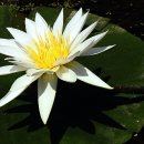 연근농장 이미지