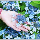 엄마의 정원 이미지