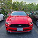 뉴동강카프라자 | 사이판 렌트카 북부투어 코스 + 솔직 후기