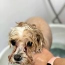 펫살롱 헤아림 이미지