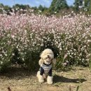 꽃보다강아지 | 인천 강아지 산책 공원 2025 드림파크 국화축제 애견동반 가을꽃 나들이 후기