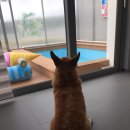 도기도기펜션 이미지