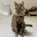 꿈냥꿈냥 이미지