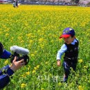 맹방유채꽃마을 이미지