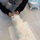 개미용중 | 안양 애견미용 댕며들개 비숑미용 후기 / 추천