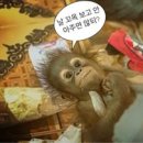 행복한 정육점 이미지