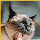 수정애견미용실 이미지