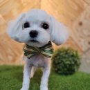 도그애견미용실 이미지