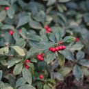 자금우[Myrsinaceae (자금우과) ＞ Ardisia (자금우속) ＞ japonica (자금우)] 이미지