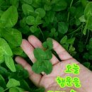 클로버 이미지