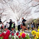 2024 대청호 벚꽃길 마라톤 대회 이미지