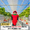 봄봄유치원 | 일산 딸기체험 이한농원 평일주말 언제든 체험가능