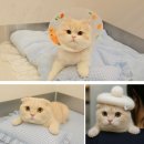 성남동물병원 | 수컷 고양이 중성화 비용 후기·성묘 불임 수술 효과 ｜분당·성남 동물병원