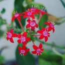 기독카센타 이미지