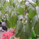 행복나무 이미지