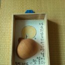 소금나무
