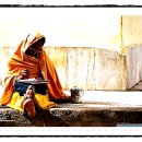 오렌지나무 이미지